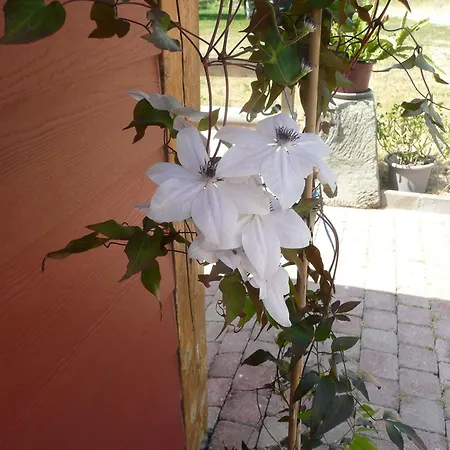 Tranquille Avec Cheminee, Terrasse Sur La Saone Et Borne Ev, Animaux Bienvenus