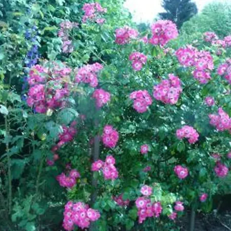 Landsted Tranquille Avec Cheminee, Terrasse Sur La Saone Et Borne Ev, Animaux Bienvenus - Fr-1-589-103 *