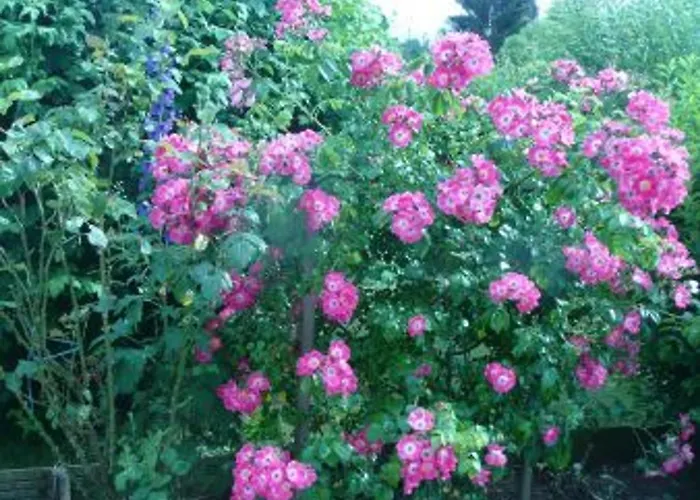 Tranquille Avec Cheminee, Terrasse Sur La Saone Et Borne Ev, Animaux Bienvenus - Fr-1-589-103