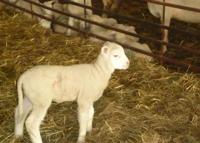 Tranquille Avec Cheminee, Terrasse Sur La Saone Et Borne Ev, Animaux Bienvenus - Fr-1-589-103 * Nonville